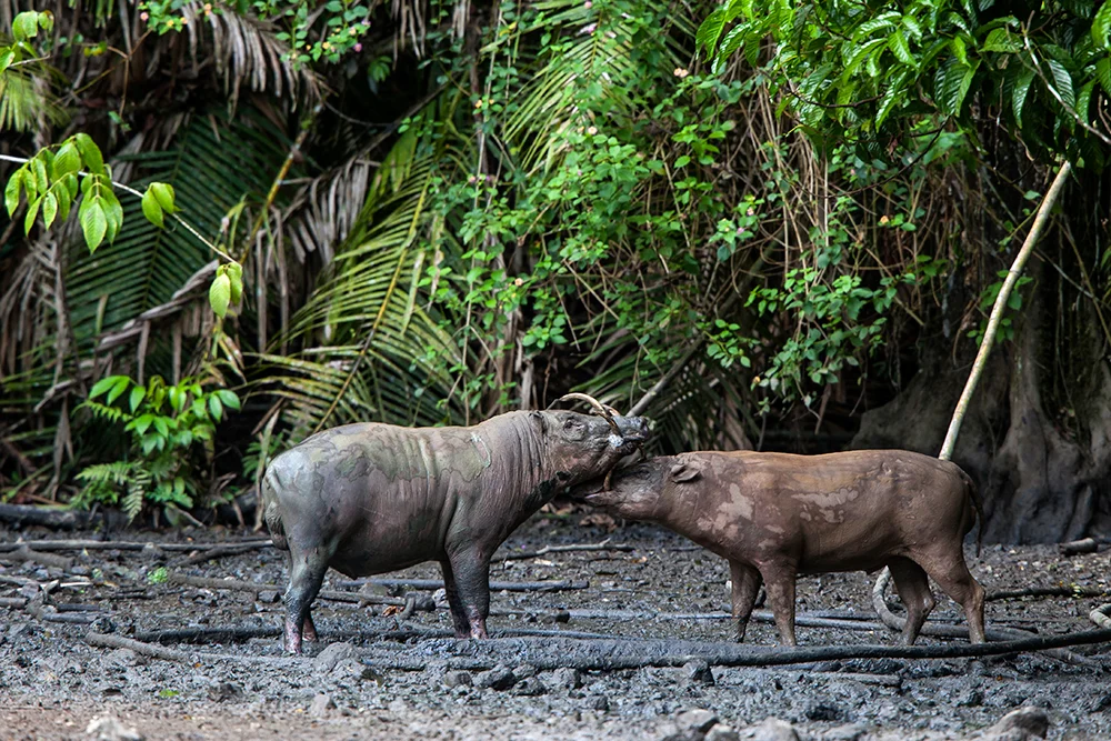 Togean Babirusa