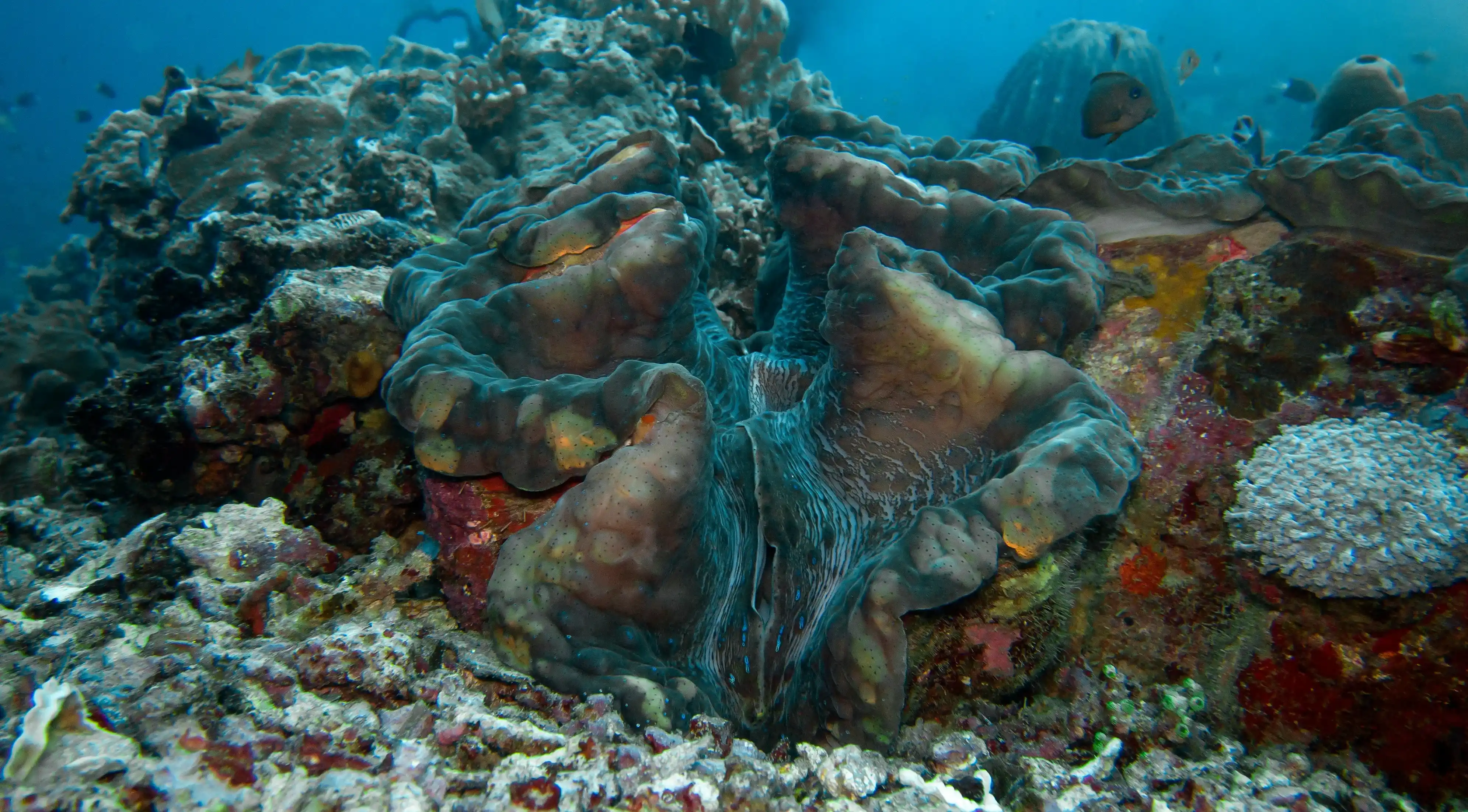 Giant Clam